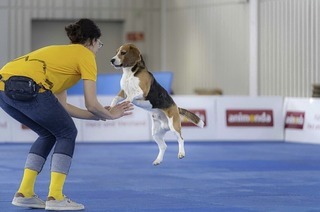 Fr die Internationale Rassehunde-Ausstellung in Offenburg gibt es Tickets zu gewinnen