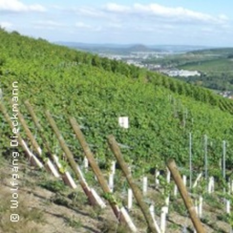 Weinwanderung: Die Ahr mal anders - Die Weingenussvielfalt - DERNAU - 31.05.2025 11:00