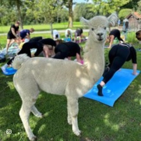 Yoga zwischen Alpakas - MNSTER - 26.07.2025 12:30