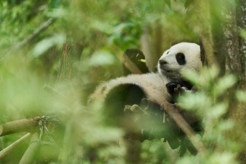 Moon, der Panda - Offenburg - 03.05.2025 15:00
