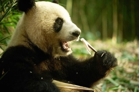 Moon, der Panda - Offenburg - 03.05.2025 15:00