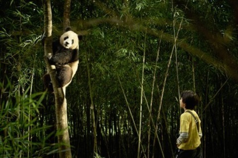 Moon, der Panda - Offenburg - 03.05.2025 15:00