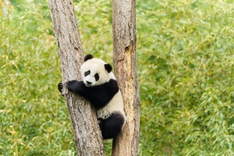 Moon, der Panda - Offenburg - 03.05.2025 15:00