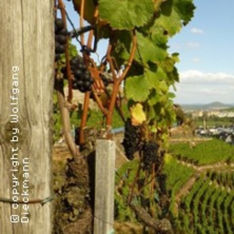 Weinwanderung - BAD NEUENAHR-AHRWEILER - 02.08.2025 11:00
