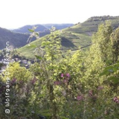 Weinwanderung - DERNAU - 06.09.2025 11:00