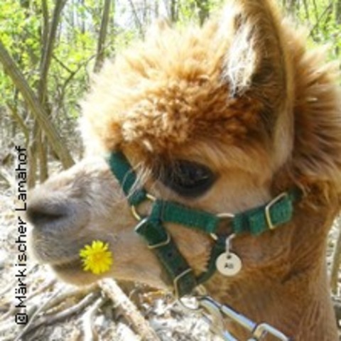 Lama- und Alpakawanderung - MITTENWALDE OT SCHENKENDORF - 08.05.2025 14:00