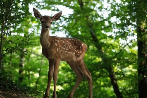 Bambi - Eine Lebensgeschichte aus dem Wald - Offenburg - 01.05.2025 14:30