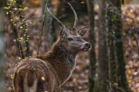 Bambi - Eine Lebensgeschichte aus dem Wald - Offenburg - 01.05.2025 14:30