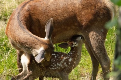 Bambi - Eine Lebensgeschichte aus dem Wald - Offenburg - 01.05.2025 14:30