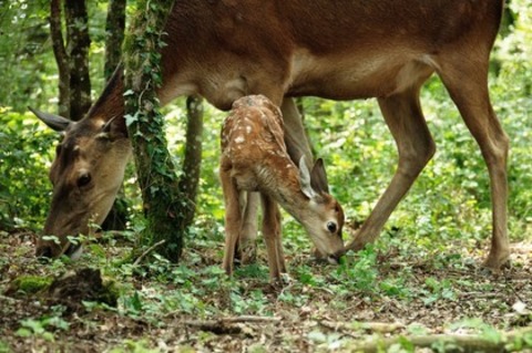 Bambi - Eine Lebensgeschichte aus dem Wald - Offenburg - 01.05.2025 14:30
