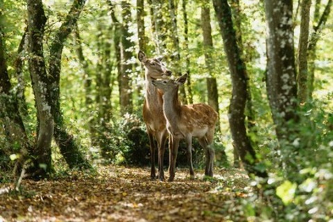 Bambi - Eine Lebensgeschichte aus dem Wald - Offenburg - 01.05.2025 14:30