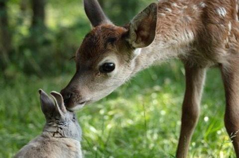 Bambi - Eine Lebensgeschichte aus dem Wald - Offenburg - 01.05.2025 14:30