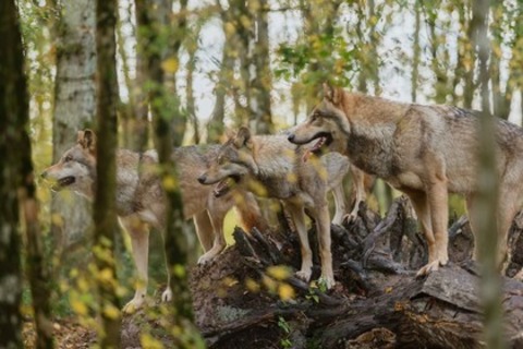 Bambi - Eine Lebensgeschichte aus dem Wald - Offenburg - 01.05.2025 14:30