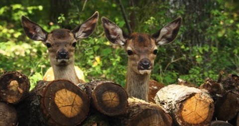 Bambi - Eine Lebensgeschichte aus dem Wald - Offenburg - 01.05.2025 14:30