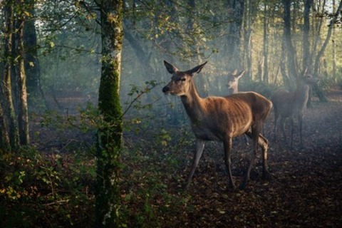 Bambi - Eine Lebensgeschichte aus dem Wald - Offenburg - 01.05.2025 14:30