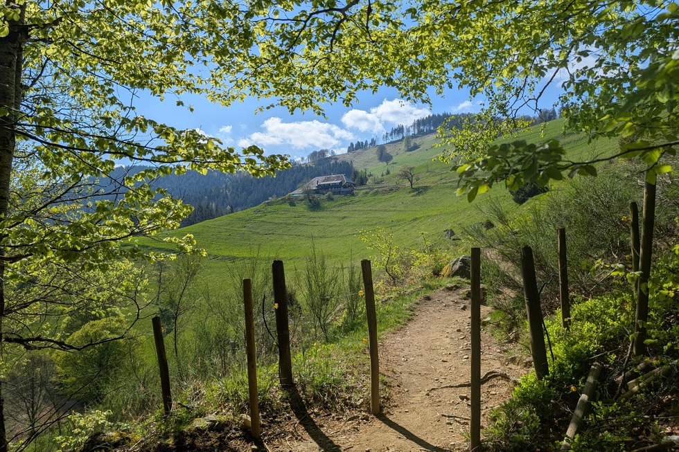 Hfener Htte (Falkensteig) - Buchenbach