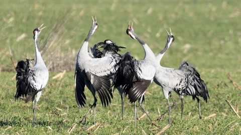 Kranichvortrge vom NABU-Kranichzentrum - Auf den Spuren des Kranichs - Zingst - 30.09.2025 20:00