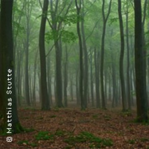 In einem tiefen, dunklen Wald - Krefeld - 22.11.2025 15:00