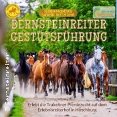 Gesttsfhrung Hirschburg - RIBNITZ-DAMGARTEN - 28.05.2025 14:00