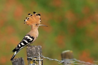 Wunderbare heimische Vogelwelt
