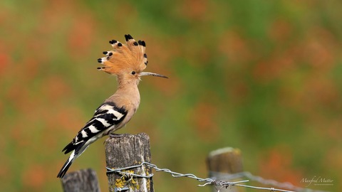 Wunderbare heimische Vogelwelt - Ihringen - 15.05.2025 19:30