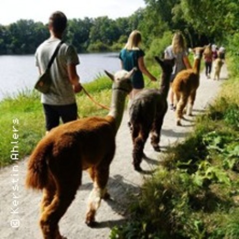 Alpakaspaziergang zum Melkhus | Alpakas vom Tweelbker See - OLDENBURG - 13.07.2025 15:00