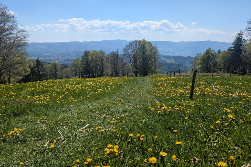 Kandel-Tour (Josef-Seger-Weg) - Waldkirch