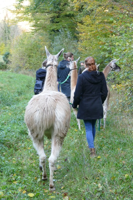 Schauinsland-Lamas - Horben