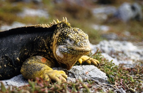 ECUADOR - Galpagos. Faszination Sdamerika - Lhne - 04.11.2025 20:00