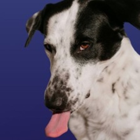 Rudel - Krpersprache Hund Workshop - HAMBURG - 30.08.2025 11:00
