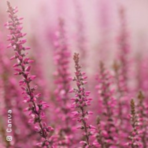 Lila Laune Heidekrutertour - Wildkrutertour durch die Kirchdorfer Heide - KIRCHDORF - 10.08.2025 11:00