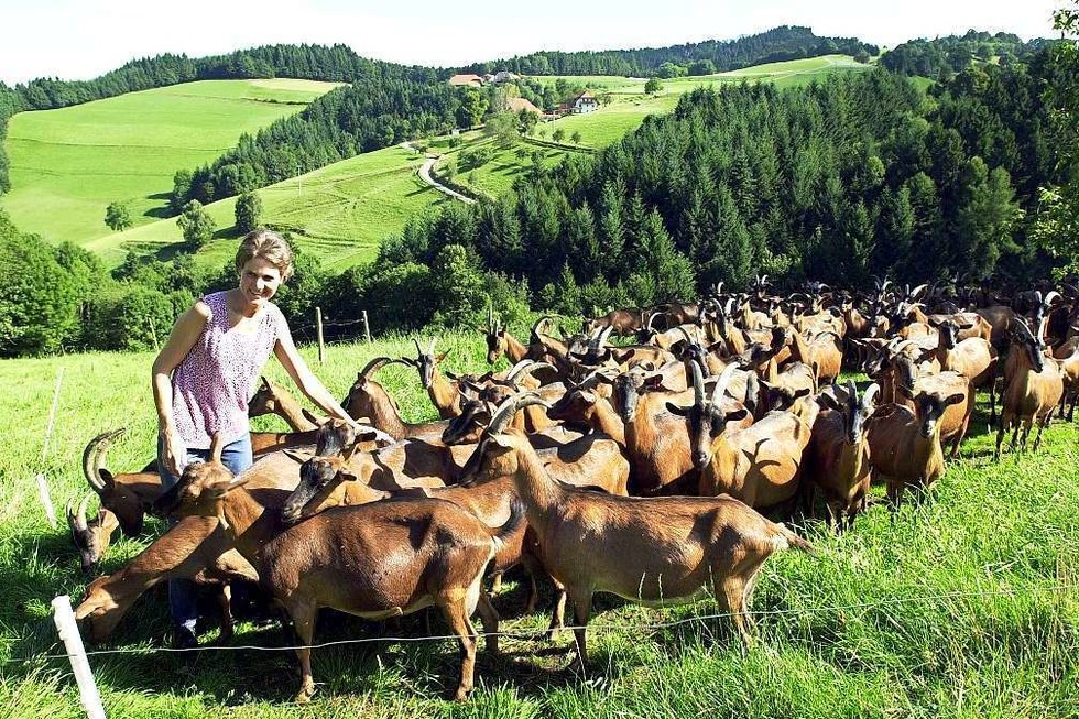 Ringlihof - Horben