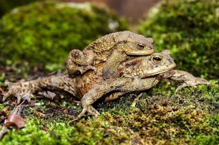 Neue Naturschtze im wilden Baselbiet