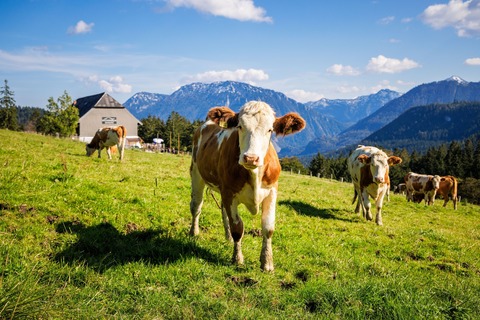 Oim Mille und Kas Schmankerl - Ruhpolding - 11.06.2025 10:00