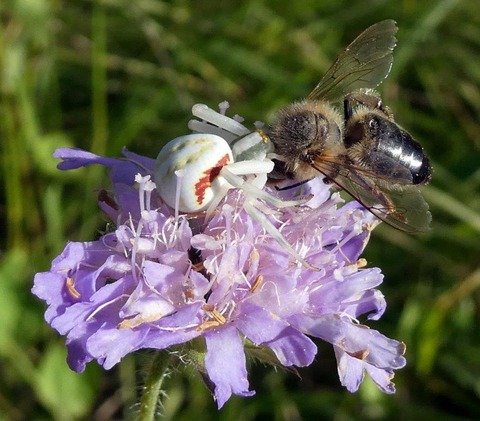 Spinnen und Insekten am Schnberg - Ebringen - 31.05.2025 14:00