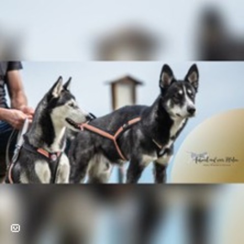 Kleine Husky-Auszeit - Althtte - 29.06.2025 15:00