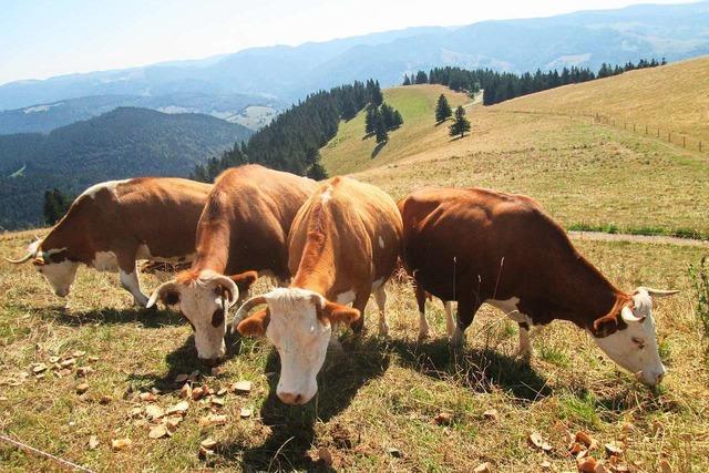 Grundhof Oberprechtal