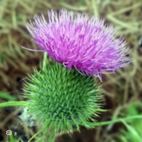 Whisky-Tasting Schottland | feinBrand Taucha - TAUCHA - 19.07.2025 19:00