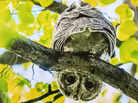 Tierfotos treffen auf Bildende Kunst - BERLIN - 05.08.2025 18:45