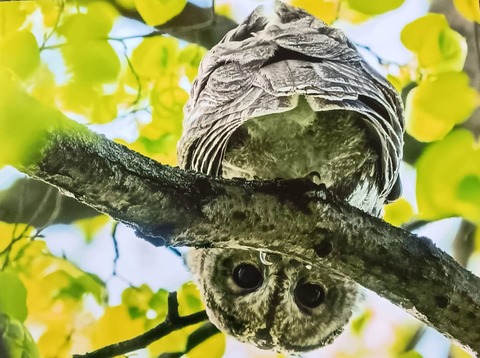 Tierfotos treffen auf Bildende Kunst - Vernissage - BERLIN - 02.08.2025 19:00