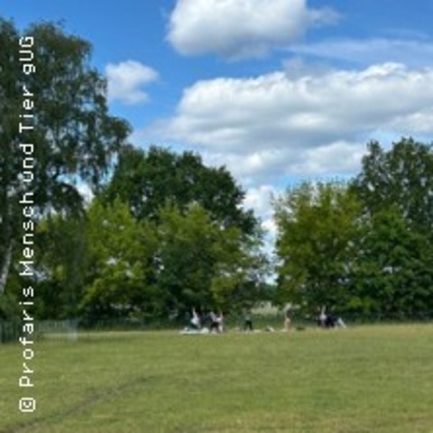 Yoga mit Schafen & Ziegen in der Natur - TELTOW - 19.07.2025 10:00