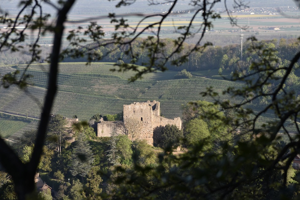 Grillplatz Sophienruhe - Badenweiler