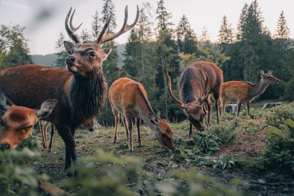 Wildgehege - St. Blasien