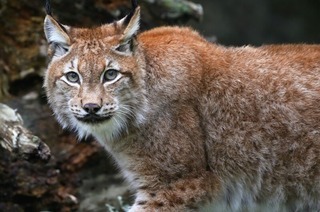 Der Tierpark Lange Erlen ffnet seite Toren an der der 1.Erlen-Nacht bis 23 Uhr. Mit Beginn der Dmmerung knnen nachtaktive Tiere noch besser beobachtet werden.
