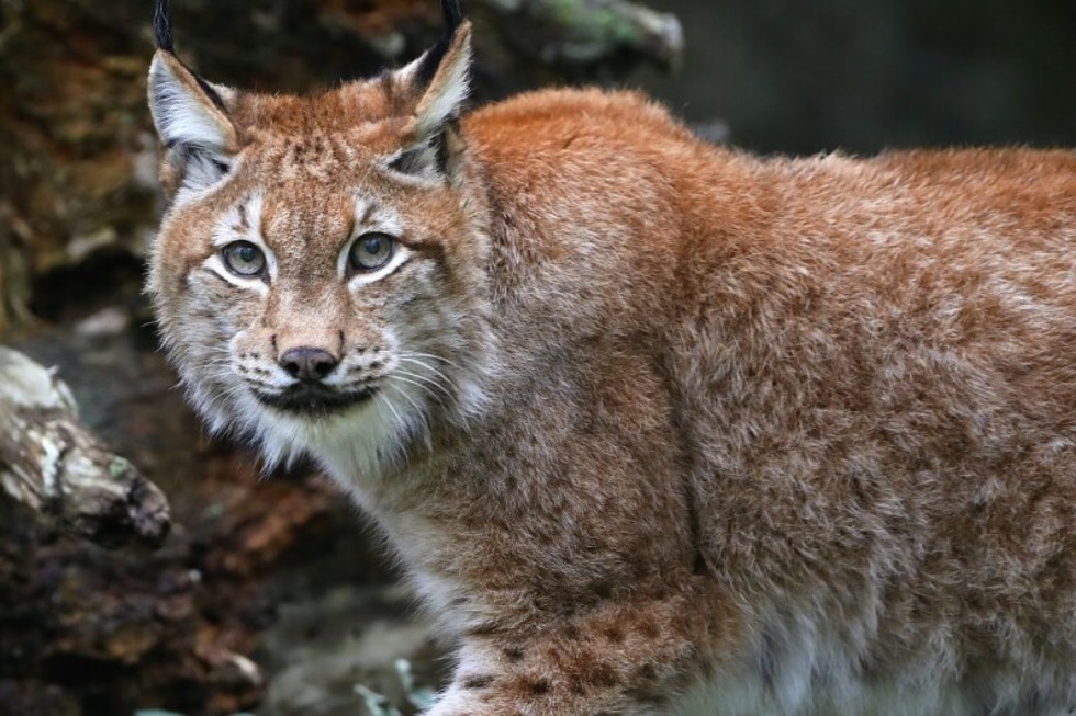 Der Tierpark Lange Erlen ffnet seite Toren an der der 1.Erlen-Nacht bis 23 Uhr. Mit Beginn der Dmmerung knnen nachtaktive Tiere noch besser beobachtet werden. - Badische Zeitung TICKET