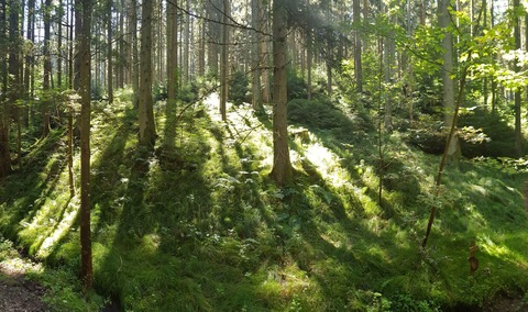 Waldbaden - Gstefhrungen - Bad Rappenau - 03.10.2025 14:30