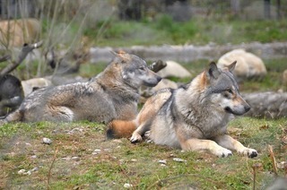 Spannende Fakten zur Diepholzer Gans im Tierpark