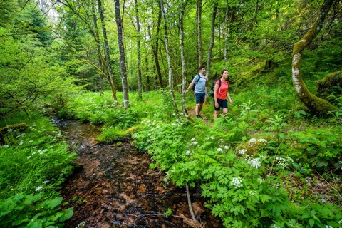 2. Globetrotter Wandertage Schwarzwald: Wanderung &#8222;Aichelberger Traumtour mit Fautsburg&#8220; - Bad Wildbad - 21.09.2025 11:30