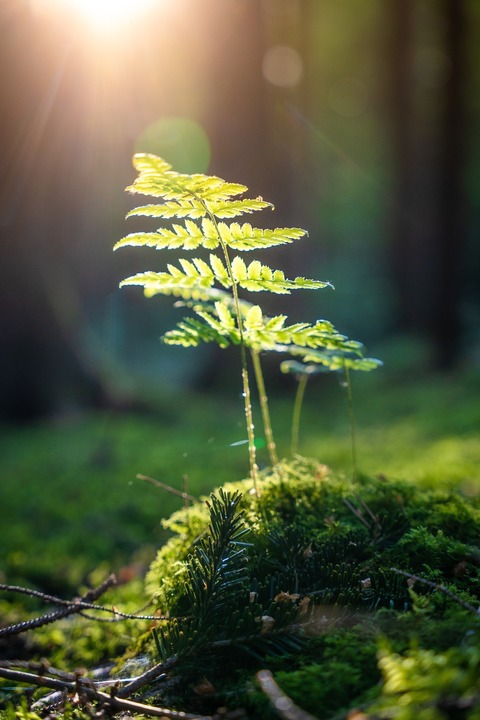 2. Globetrotter Wandertage Schwarzwald: Wanderung fr Blinde und Sehbehinderte - Bad Wildbad - 20.09.2025 10:00