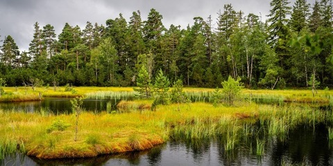 2. Globetrotter Wandertage Schwarzwald: Wanderung &#8222;Fotowalk im Hochmoor&#8220; - Bad Wildbad - 20.09.2025 12:00